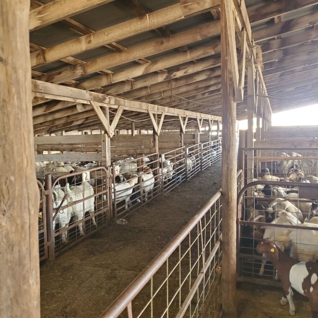 Colby Livestock Auction Colby Sale Barn and Market Reports